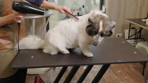 Dog Being Groomed on Table at Salon