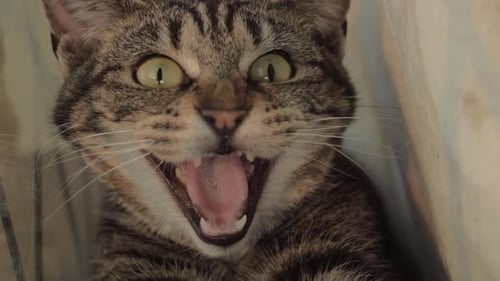 Angry young tabby cat hissing into camera close up portrait shot