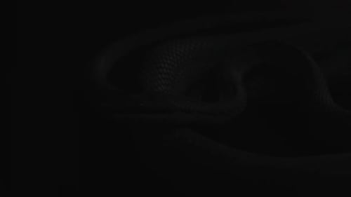 Vibrant Turquoise Snake Coiled in the Dark