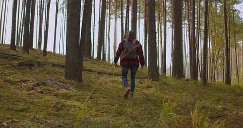Slow Motion: Man Hiking in Green Forest on Sunny Autumn Day. Back View of Active Healthy Male with a