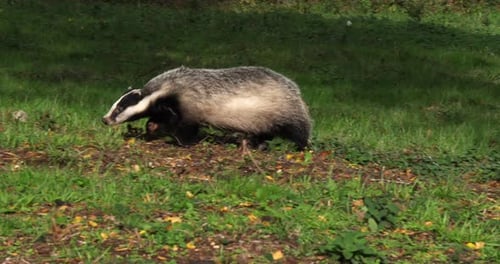 Blaireau d'Europe, meles meles, Adulte marchant sur l'herbe, Normandie en France, Slow motion 4K