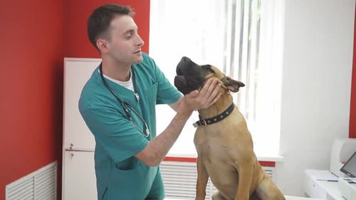 Large Dog on the Examination Table in Veterinary Clinic.