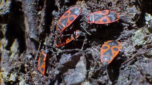 A Small Group of Pyrrhocoris Apterus Sits on the Bark of a Tree. Macro Video.