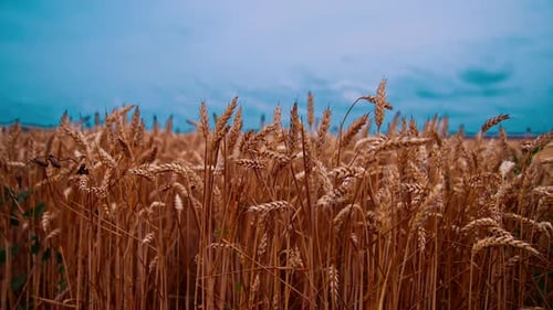 Harvest organic cultivation in field. Field of ripening wheat against blue sky