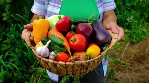 Basket of Fresh Vegetables in Rural Garden