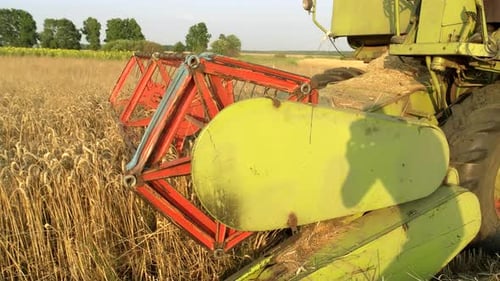 Close-up View of Combine Harvesting Spikelets.