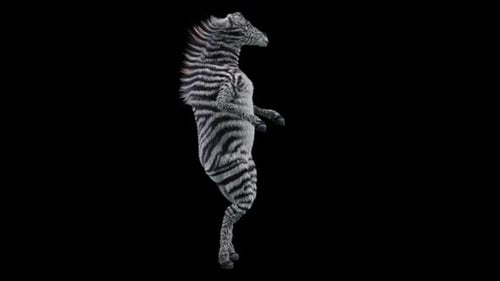Funny 3D Animated Dancing Zebra with Alpha Channel