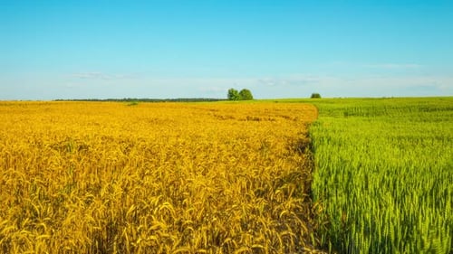 Wheat Field