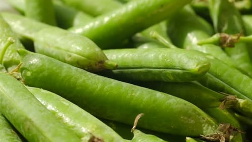 Close Up of Moving Around Green Pea Pods