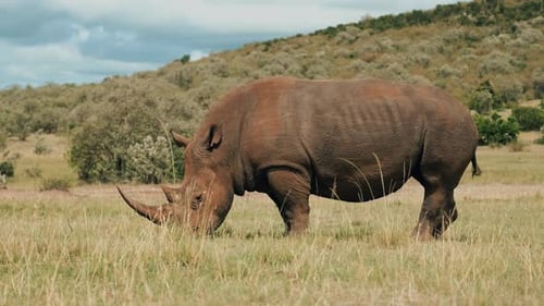 Rhino