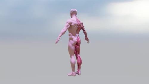 3D Human Anatomy Rotation Revealing Muscles