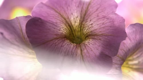 Light Shining Through Violet Flower Petals Close-Up