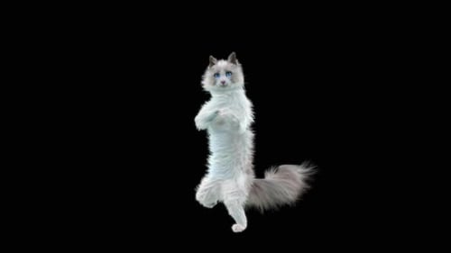 Katze HD