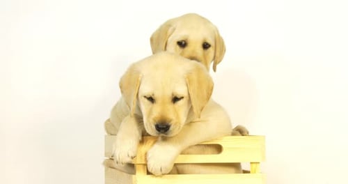 Gelber Labrador Retriever, Welpen spielen in einer Box auf weißem Hintergrund, Normandie, Zeitlupe 4K