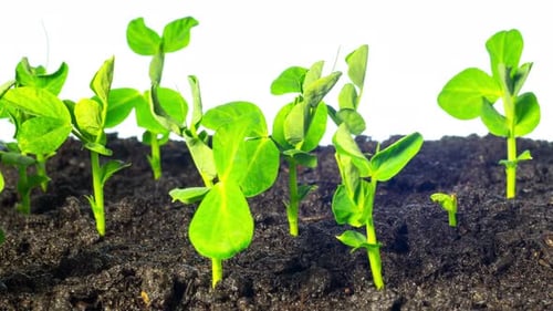 Plants Sprouting in Rich Soil Time Lapse