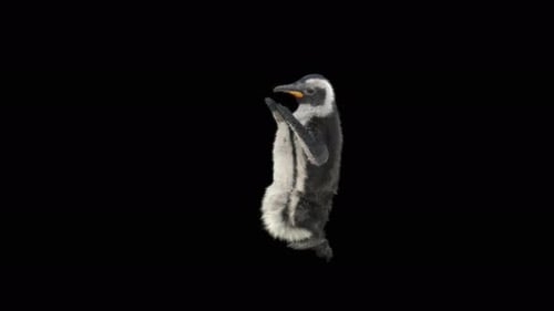 75 Penguin Dancing 4K