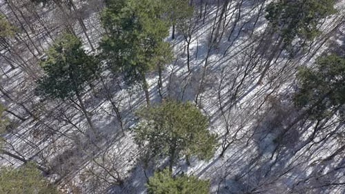 Baumschatten aus Mischwald auf verschneitem Boden 4K-Luftbildvideo