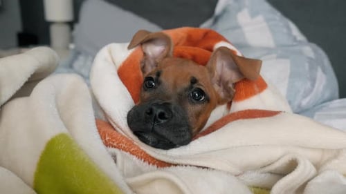 Adorable Puppy Wrapped in Blanket on Bed