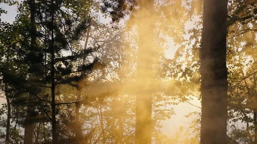 Sonnenuntergangslicht durchbricht Äste und erzeugt Nebel