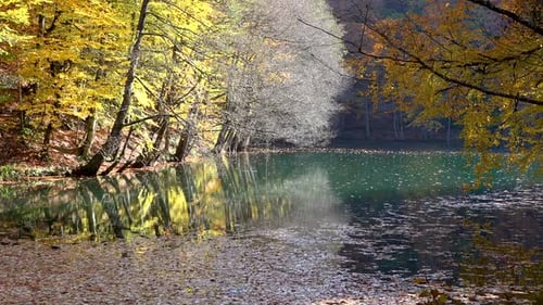 Kleiner See im friedlichen Wald