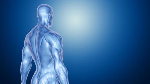 Animated Translucent 3D Human Muscular System Medical Rotation