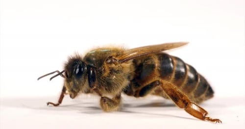 European Honey Bee, apis mellifera, Queen grooming against White Background, Normandy, Real Time 4K