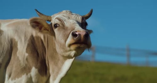 Cow Grazing in Green Pasture on Sunny Day