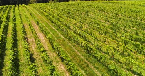 Vista aérea de la producción de video de viñedo