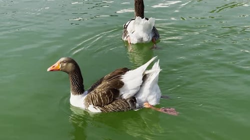 Animal Greylag Goose In Lake 13