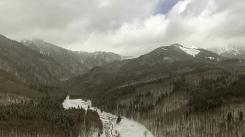 Winter Forest