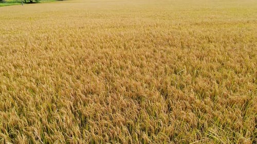 Golden Rice Field Aerial View
