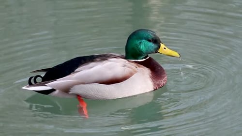 Emerald head male drake duck bird close-up water