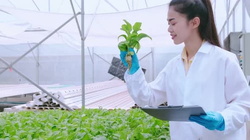 Female Scientist Inspecting Plants in Modern Greenhouse