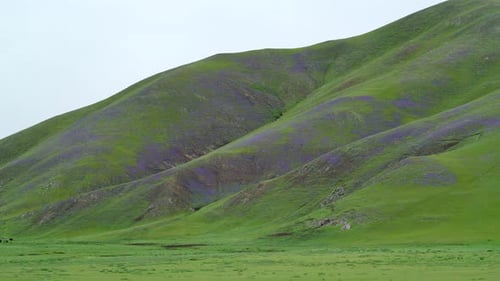 Meadow Covered With Purple Flowers on Treeless Hills