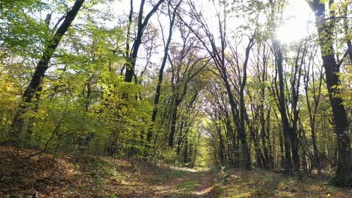 Sunny Day In The Forest