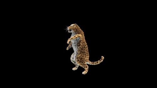 Leopard Dancing HD