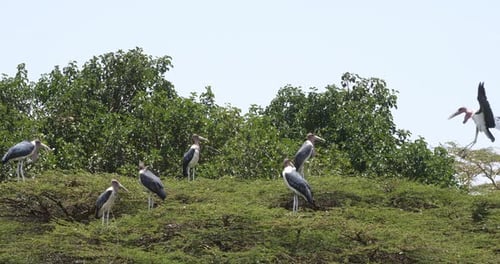 Marabou Storch, Leptoptilos crumeniferus, Gruppe auf Baum thront, Nairobi Park in Kenia, Echtzeit 4K