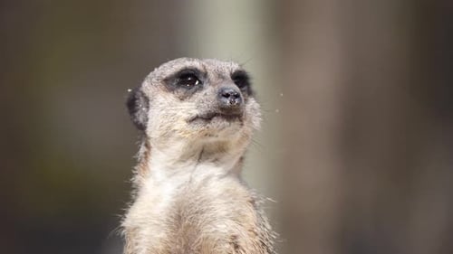 Nahaufnahme: Junges wildes Erdmännchen ruht draußen in der Natur und schaut sich um - verschwommener Hintergrund