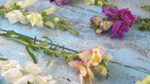 Colorful Snapdragon Flowers on Rustic Wooden Surface