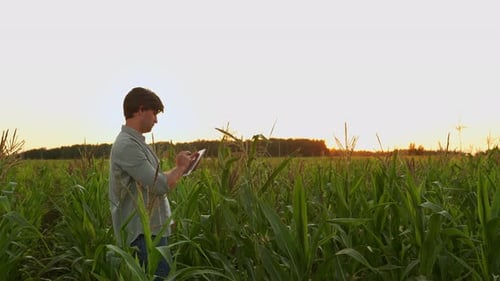 Male Agronomist Inspects a Corn Field and Uses a Tablet Computer at Sunset