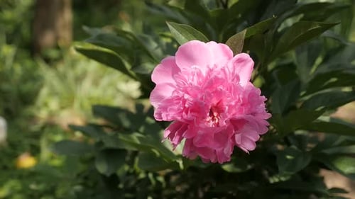 Paeonia lactiflora flower slow motion close-up 1080p FullHD footage - Pink parfait peony plant slow