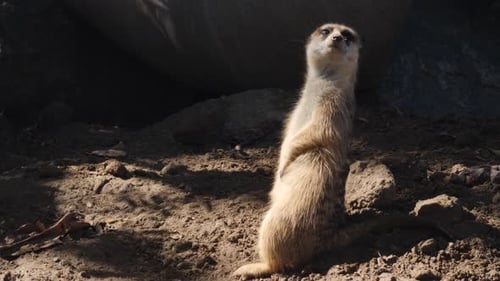 Erdmännchen