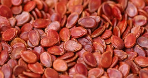 Red watermelon seed