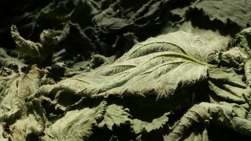 Gros plan 4K sur l'ortie commune sèche Urtica dioica