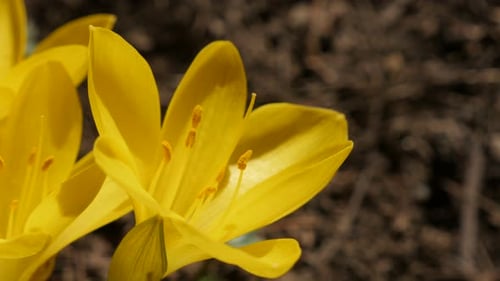 Close-up of yellow crocus stigmas and petals 4K 2160p 30fps UltraHD footage - Sternbergia lutea f