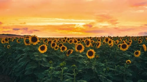 Zeitraffer von Sunflower Field