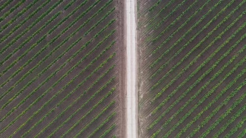 Viticulture with Road