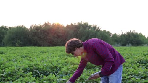 A young and promising farmer checks the soybean crop in the field with a tablet.