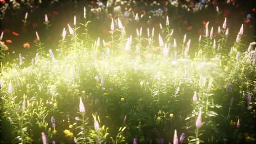 Wild Flowers in the Field