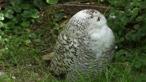 Owl